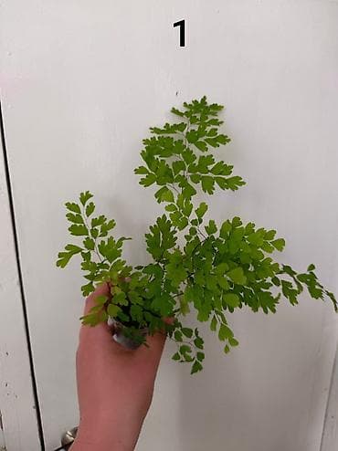 фруктовый себет: 🌿 Продаю Адиантум (Венерин волос) - нежный и очень живучий! Продаю — 4