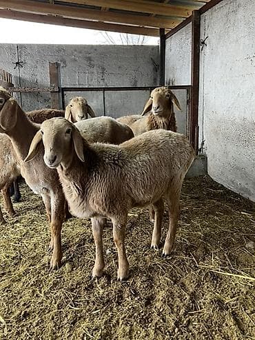 дончак ат: Продаю | Овца (самка) | Эдильбаевская | На забой — 6