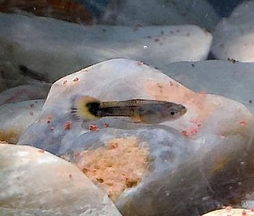 гуппи: Продаются 2 аквариума с рыбками гуппи 🐠 В комплекте: ^ два ухоженных — 8