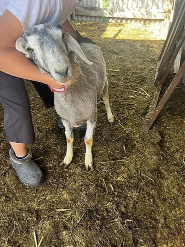 утки белые: Продаю | Овца (самка) | Для разведения — 1