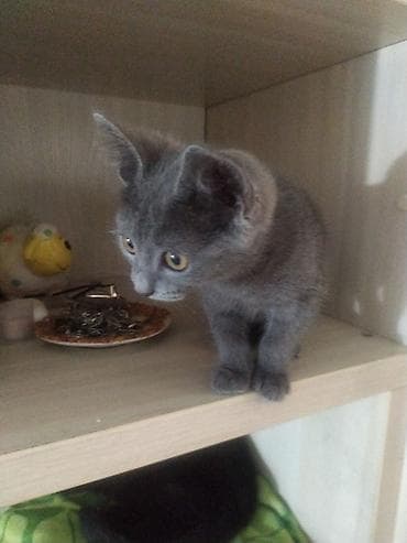 Отдается в добрые руки котёнок девочка. Очень ласковая и игривая — 2
