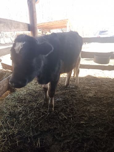 матка пчел: Продаю | Тёлка | Для разведения | Не стельные — 9