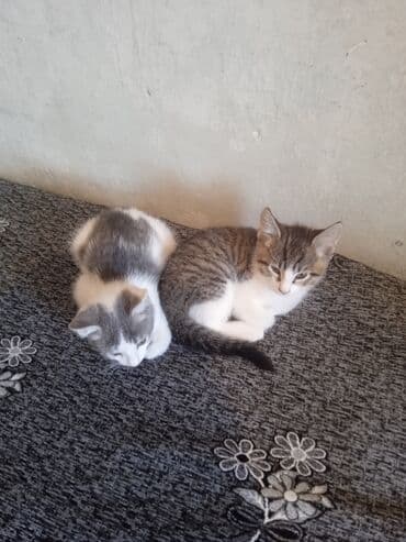 ит мышык: Мышык бекер берилет: Породасыз, 2 айлык, Эркек, Лотокко барууга үйрөтүлгөн — 2