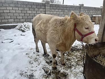 продаю телку: Продаю | Тёлка | На откорм | Привязанные — 2