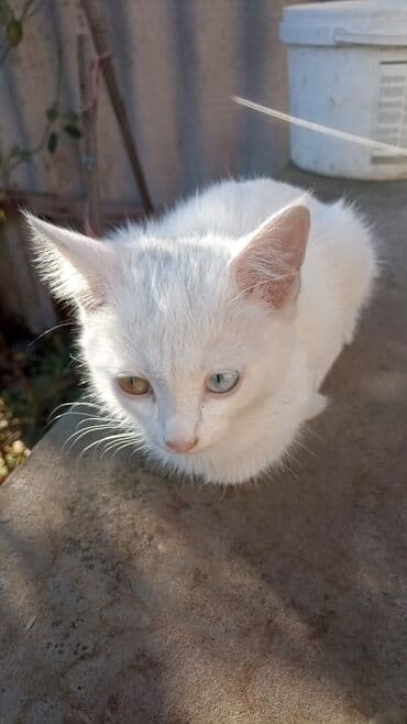 восточная ориентальная кошка: Продаю котенка мальчик, полукровка Ангора глаза разные зелёный и — 3