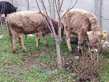 все для животных: Продаю | Музоо, торпок | Полукровка | Для разведения — 2