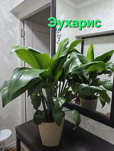 цветы из лент: Эпифиллум (кактус-эпифит) в комнатном горшке. - Крупное взрослое — 5