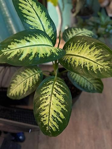 Диффенбахии: Продаю диффенбахия, сингониум,Сансевиерия — 1