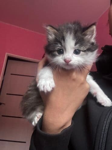 рыбы аквариумные купить: Котята, домашние, пушистые. Описание: - Окрас: несколько белоснежных — 3