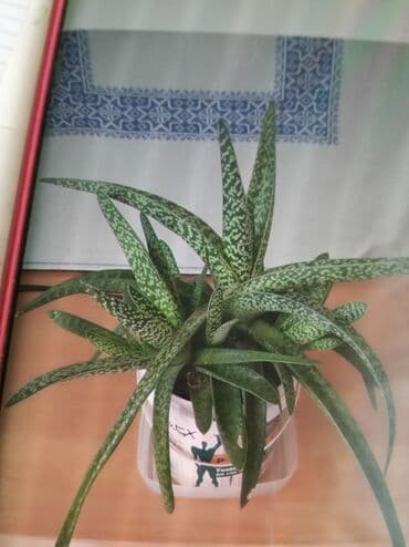 растения для аквариума: Продаю цветы. Декоративное алоэ - пестрое ( нелечебное). Осталось 2 — 2