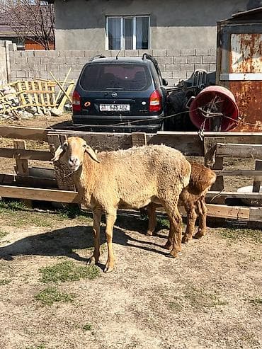 шпиц собака цена бишкек: Продаю | Овца (самка), Ягненок, Баран (самец) | Гиссарская, Арашан | Для разведения | Матка — 1