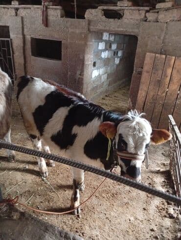 куплю авчарку васточный еврапейца кабиля: Продаю | Бык (самец) | Полукровка | На откорм | Привязанные — 1