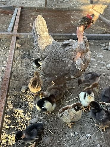 зоомагазин бишкек орто сай: Сатам | Балапандар | Үй | Көбөйтүү үчүн — 2