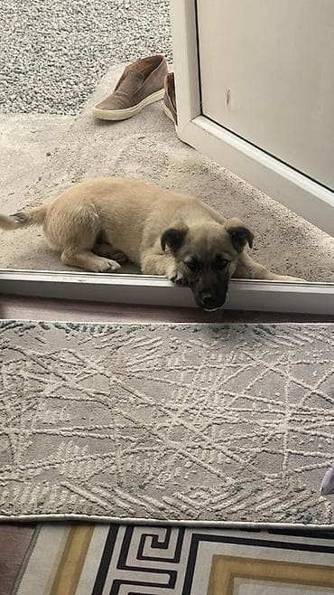 щенки бигля: Щенок среднего размера, короткошёрстный, светло-песочного окраса с — 2