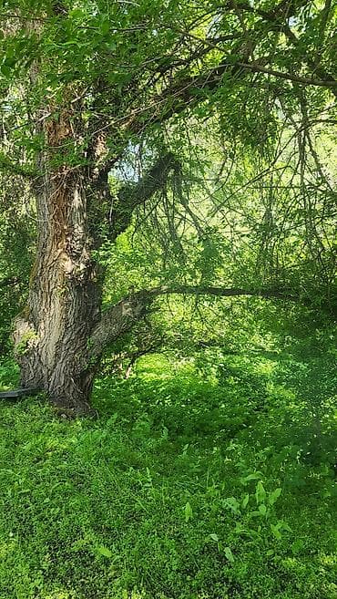 продаю велосипед б у: Глэмпинг и отдых на природе в «Манас Resort» - Размещение в уютных — 10