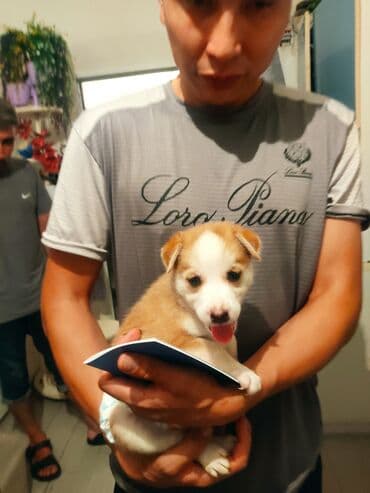 щенки белгийскоц овчарки: Ищут дом милые щенки разных окрасов и размеров. Эти очаровательные — 10