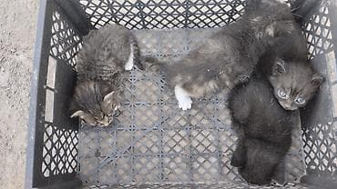 животные кошки: Котята с моей доплатой 1000 сом На моем участке неизвестная кошка — 1
