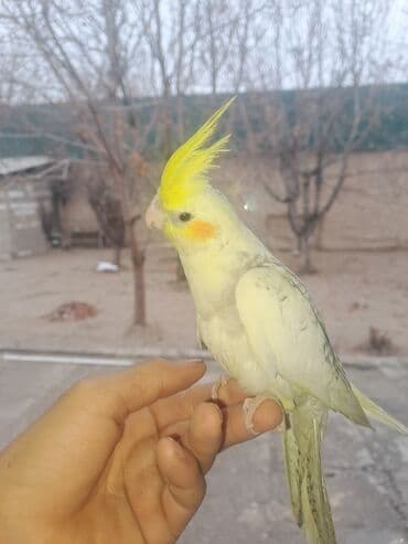 кошки мальчик: Волнистые попугаи и кореллы (нимфы) - Варианты окраса волнистых — 2