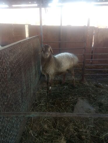 товары для кошек: Продаю | Баран (самец) | Арашан | Для разведения | Осеменитель — 1