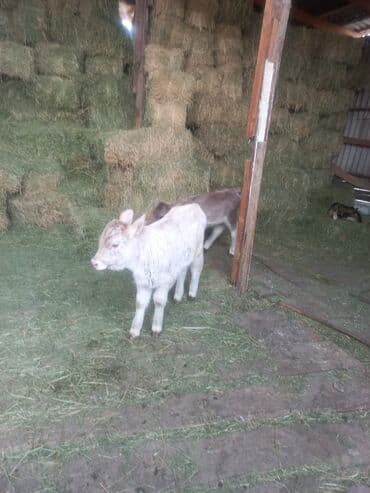 питбуль собаки: Продаю | Музоо, торпок | Для разведения — 4