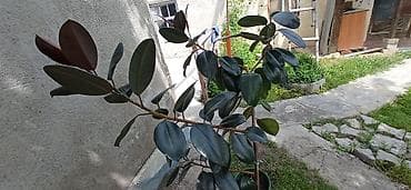 фикус каучуковый: Фикус эластика (каучуконосный), крупный куст в горшке. - Сорт с — 3