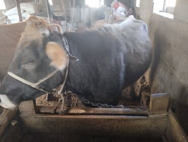 домик для животных: Продаю | Корова (самка), Тёлка | На откорм | Не стельные — 2