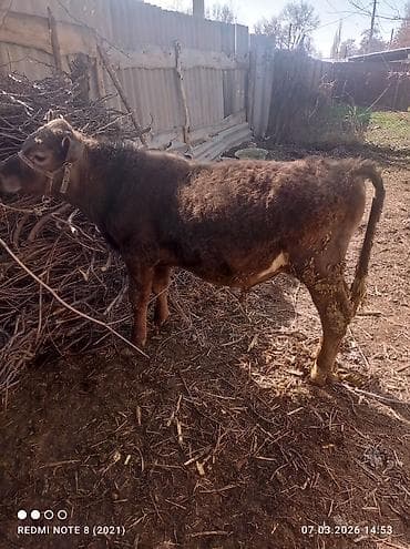 ветеринар бишкек: Продаю | Бык (самец) | На откорм — 3
