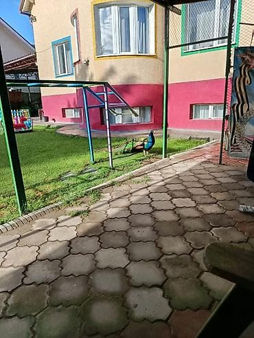 уйдун башы: Павлин индийский (самец) для частного подворья, мини‑зоопарка или — 3