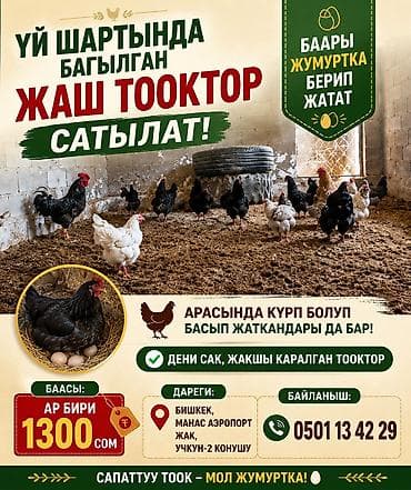 Продаю | Куры | Домашняя | Несушки