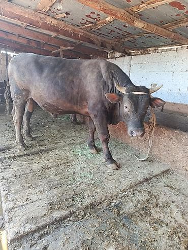 кара балта полтавка: Продаю | Бык (самец) | На откорм | Привязанные — 2