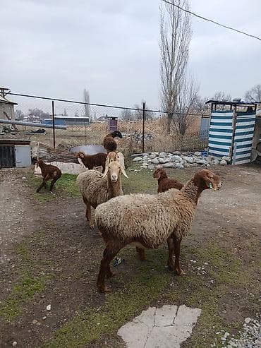 козулу: Продаю | Овца (самка) | Для разведения | Матка — 3