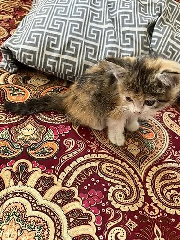 scottish fold: Кошка даром: Беспородная, 2 месяца, Девочка, Приучена к лотку — 2