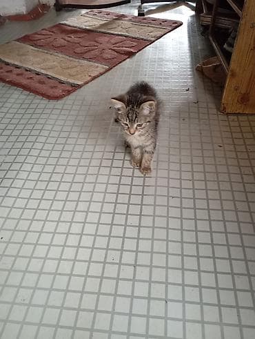 забавные котята: Отдадим в добрые руки котят2 месяца,в туалет ходят,кушают — 2