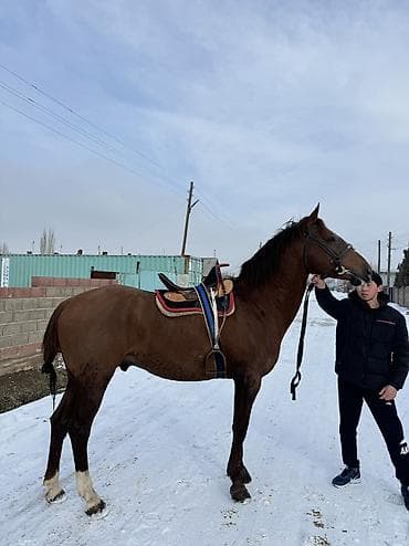 4 5мм: Сатам | Тай | Ат спорту — 5