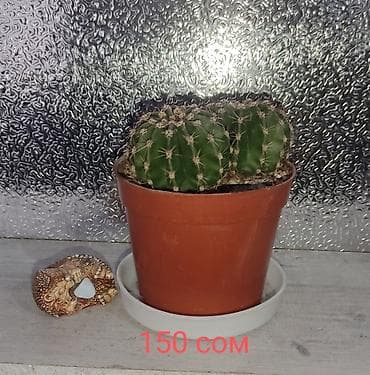 Диффенбахии: 1)Кактус Эхинопсис ( цветет часто, вместе с коричневым горшочком — 7