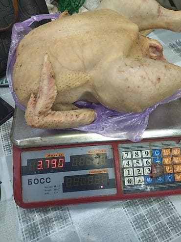 рамен бишкек: Домашняя тушка бройлерных кур (целиком), цена за кг 500 сом - — 3