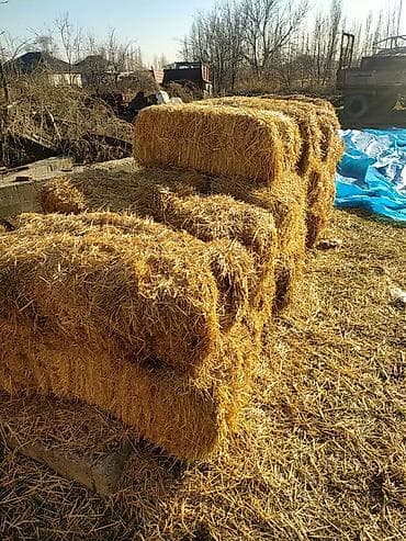 тюки с поля: Сено в тюках - Заготовлено в прямоугольные тюки, плотная прессовка — 6