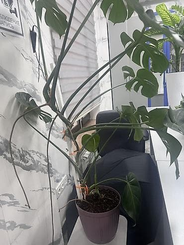 Монстера делициоза (Monstera deliciosa) в горшке. - Крупные резные