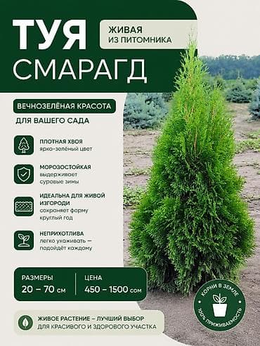 Туя западная ‘Смарагд’— сохраняющей цвет круглый год. (Местные)