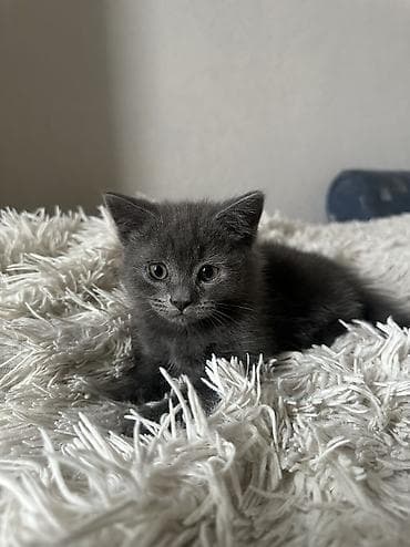 американская короткошерстная кошка купить: Британская короткошёрстная, 2 месяца, Мальчик, Серый, Приучена к лотку — 3