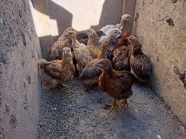 корм для курей: Продаю | Цыплята — 4