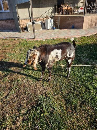 Собаки: Продаю | Козёл (самец) | Нубийская | Для разведения | Племенные — 4