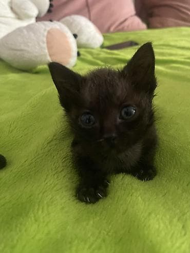 кошки балыкчы: Бомбейская, 2 месяца, Мальчик, Черный — 4