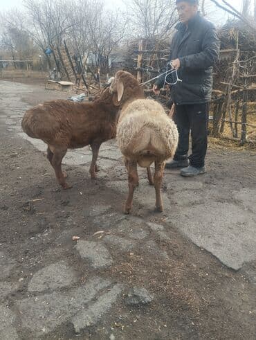дом животные: Продаю | Овца (самка) | Эдильбаевская | Для разведения | Матка — 6