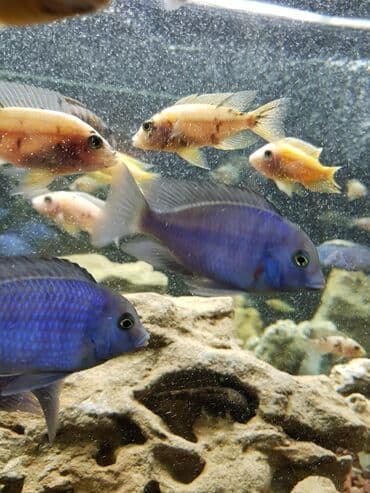 террариум для черепахи сухопутной купить: Аквариумные рыбки - Цихлиды ( американские и африканские), на любой — 3