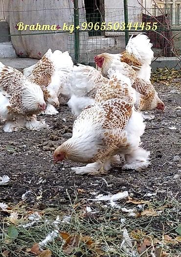 продаю инкубатор: Продаю | Куры, Инкубационные яйца | Брама | Для разведения — 6