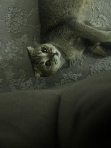 cat sofa: Продаем котят, милые котята от заботливой мамы-кошки. На фото малыши — 1