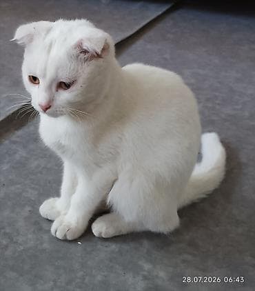 шатланский кошки: Шотландские вислоухие котята - Порода: Scottish Fold (вислоухие) - — 2