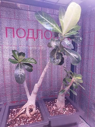 толстянка купить: Аденiums (Adenium obesum) – коллекционные суккуленты с каудексом — 6