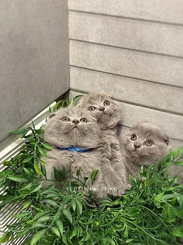 донской сфинкс: Шотландские вислоухие котята! Продажа! Очаровательные мальчики и — 3